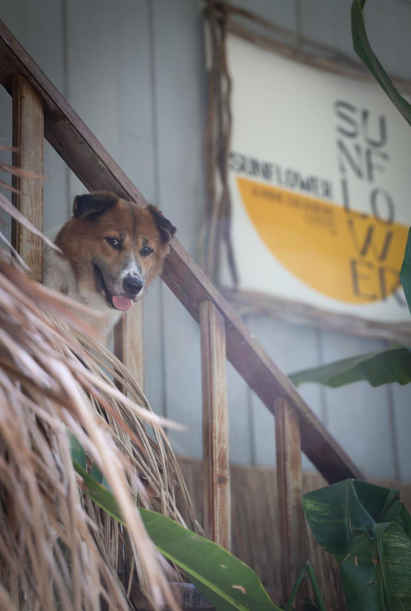 Sunflower Guesthouse And Animal Rescue - Koh Lipe Bagian luar foto